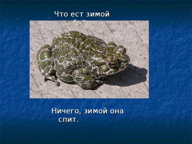 Что ест зимой жаба? Ничего, зимой она спит. 