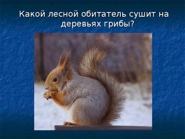 Какой лесной обитатель сушит на деревьях грибы? 