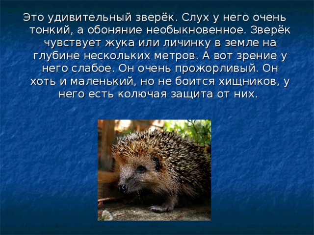 Это удивительный зверёк. Слух у него очень тонкий, а обоняние необыкновенное. Зверёк чувствует жука или личинку в земле на глубине нескольких метров. А вот зрение у него слабое. Он очень прожорливый. Он хоть и маленький, но не боится хищников, у него есть колючая защита от них. 