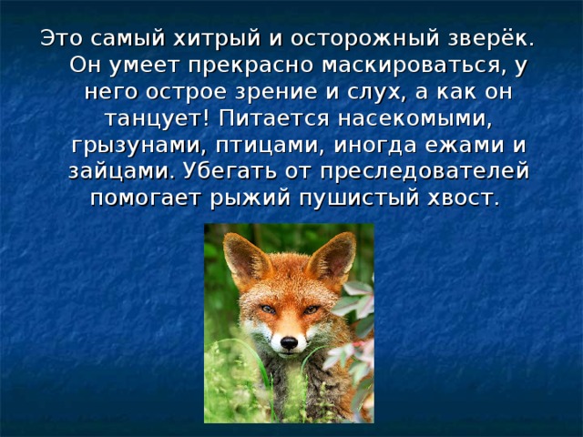 Это самый хитрый и осторожный зверёк. Он умеет прекрасно маскироваться, у него острое зрение и слух, а как он танцует! Питается насекомыми, грызунами, птицами, иногда ежами и зайцами. Убегать от преследователей помогает рыжий пушистый хвост. 