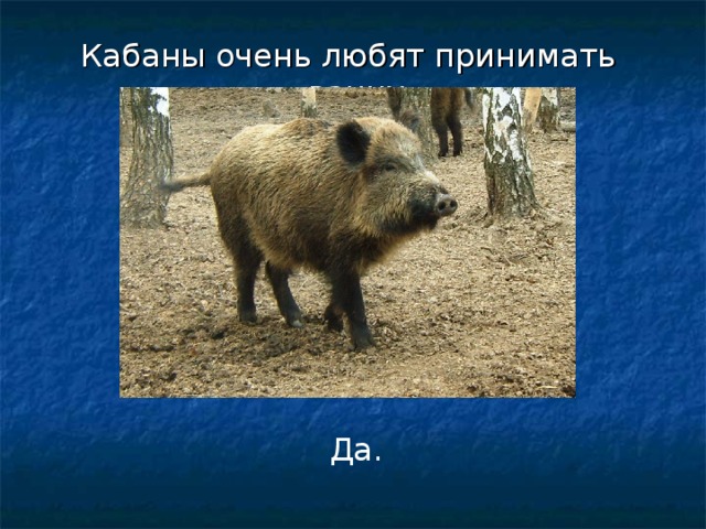 Кабаны очень любят принимать ванну. Да. 