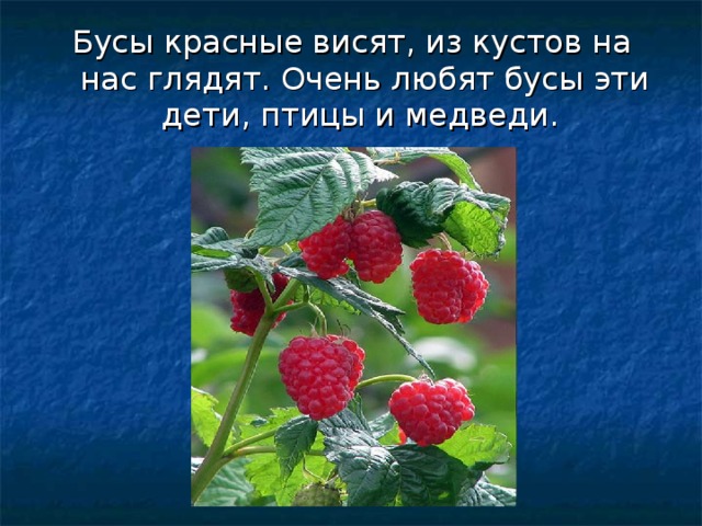 Бусы красные висят, из кустов на нас глядят. Очень любят бусы эти дети, птицы и медведи. 