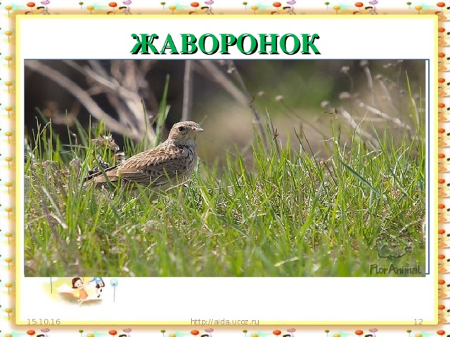 ЖАВОРОНОК Свое гнездо он в поле вьет, Где тянутся растения. Его песня и полет Вошли в стихотворения! 15.10.16 http://aida.ucoz.ru