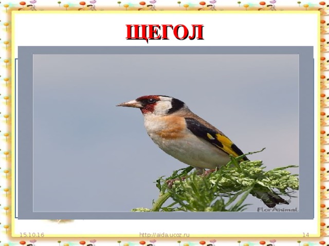 ЩЕГОЛ Пестрая птичка, сама невеличка  А голос хорош! Песню на ветке завел Звонкоголосый… 15.10.16 http://aida.ucoz.ru