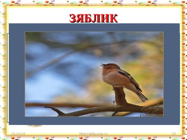 ЗЯБЛИК В голубенькой шапочке, бурой сорочке В саду, где набухли на яблоньках почки, Он ежится, зябнет на ветке росистой, Но песни не бросит певец голосистый; На яблоньке звонко поет, не смолкая, Встречая зарю долгожданную мая! 15.10.16 http://aida.ucoz.ru