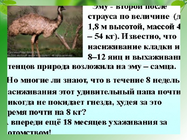 Что такое забота о потомстве. Смотреть фото Что такое забота о потомстве. Смотреть картинку Что такое забота о потомстве. Картинка про Что такое забота о потомстве. Фото Что такое забота о потомстве