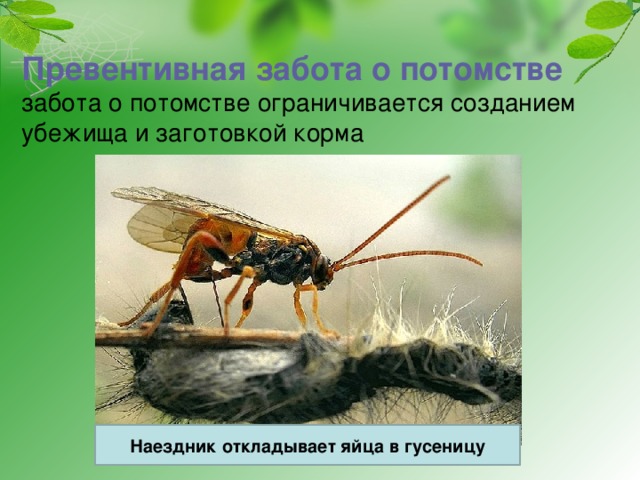 Характерна забота о потомстве. Превентивная забота о потомстве. Активная забота примеры. Активная и пассивная забота о потомстве.