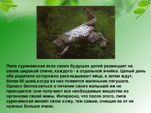 Пипа суринамская презентация