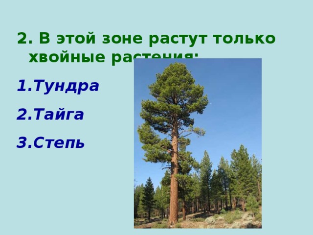 2. В этой зоне растут только хвойные растения: Тундра Тайга Степь 