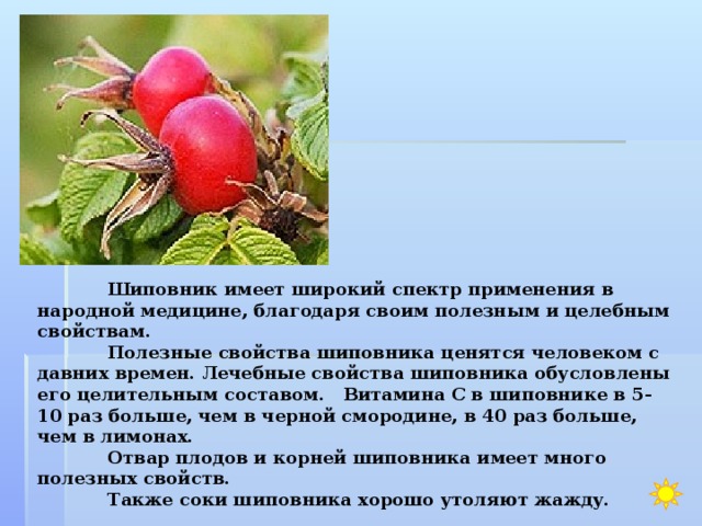  Шиповник имеет широкий спектр применения в народной медицине, благодаря своим полезным и целебным свойствам.  Полезные свойства шиповника ценятся человеком с давних времен. Лечебные свойства шиповника обусловлены его целительным составом. Витамина С в шиповнике в 5-10 раз больше, чем в черной смородине, в 40 раз больше, чем в лимонах.  Отвар плодов и корней шиповника имеет много полезных свойств.  Также соки шиповника хорошо утоляют жажду. 