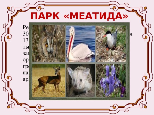 ПАРК «МЕАТИДА» Региональный парк «Меатида» образован 30 июня 2000 года. Под охраной находятся 13 тысяч га территории Приазовья и 13 тысяч га акватории Азовского моря. Этот заповедник принят в международную организацию EVROPARK. «Меатида» так греки называли Азовское море. Здесь находятся около 60 памятников археологии. 