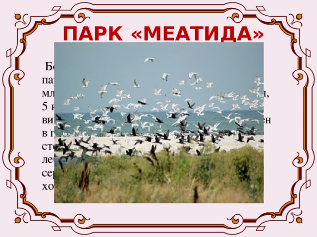 ПАРК «МЕАТИДА»  Богатый растительный и животный мир парка. Зарегистрировано 49 видов млекопитающих, 7 видов пресмыкающихся, 5 видов земноводных, 79 видов рыб, 1500 видов насекомых, но наиболее разнообразен в парке мир птиц. Здесь можно встретить степную красавицу дрофу, черного аиста, лебедя-шипуна, горного грифа, серебристого мартына, черноголового хохотуна. 