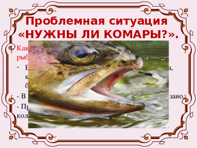 Проблемная ситуация  «НУЖНЫ ЛИ КОМАРЫ?». Какой же экологический урок дал старый эвен рыбаку? Если уничтожить комаров, то исчезнет и рыба, которая ими питается. А если исчезнет рыба, будут голодать люди. - В природе всё находится в равновесии, всё связано. - Природа очень разумна. Она сама регулирует количество всех живых организмов. 