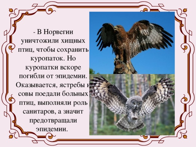 Презентация на тему хищные птицы