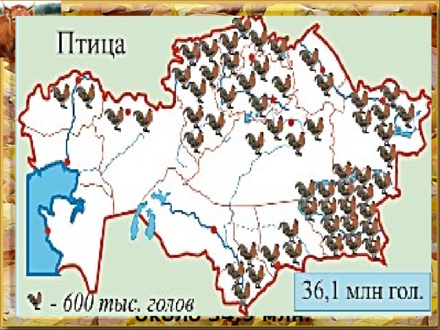ПТИЦЕВОДСТВО Сконцентрировано в районах, расположенных недалеко от крупных промышленных центров, городов, зернообрбатывающих предприятий в северных, центральных, южных регионах Казахстана. По данным 2011 г., количество птицы в республике составляет около 34,9 млн.  