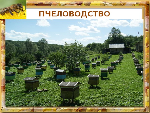 ПЧЕЛОВОДСТВО Пчеловодческие хозяйства расположены на высокогорьях Алтая, Жетысуского Алатау и Тянь-Шаня, где растет большое количество медоносных растений. Гордость страны - мед Рудного Алтая. 
