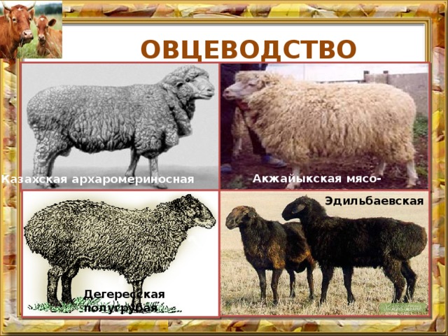 ОВЦЕВОДСТВО  В Казахстане выращиваются 17 пород овец: Тонкорунные - южный и северный казахский мериносы, казахская архаромериносная, казахская тонкорунная; Полутонко­рунные - кроссбредная, мясо-шерстная, акжайыкская мясо-шерстная, дегересская мясо-шерстная; Полугрубые - дегересская полугрубая, полугрубая мясо-шерстная; Смушковые - каракуль, овчина, мясная, атырауская сальная, эдильбаевская, казахская сарыаркинская гру­бошерстная. Акжайыкская мясо-шерстная Казахская архаромериносная Эдильбаевская Дегересская полугрубая 