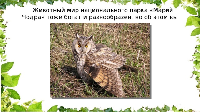  Животный мир национального парка «Марий Чодра» тоже богат и разнообразен, но об этом вы узнаете дальше. 