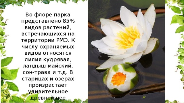 Во флоре парка представлено 85% видов растений, встречающихся на территории РМЭ. К числу охраняемых видов относятся лилия кудрявая, ландыш майский, сон-трава и т.д. В старицах и озерах произрастает удивительное древнейшее растение белая кувшинка. 