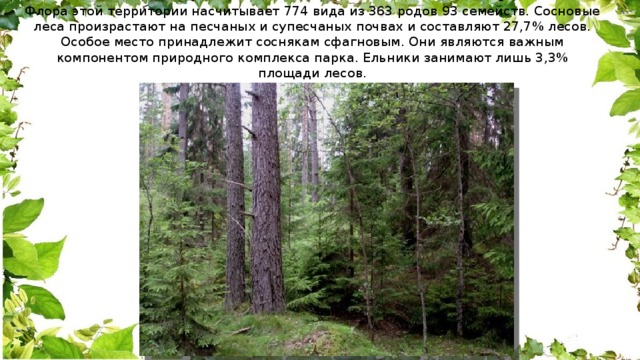 Флора этой территории насчитывает 774 вида из 363 родов 93 семейств. Сосновые леса произрастают на песчаных и супесчаных почвах и составляют 27,7% лесов. Особое место принадлежит соснякам сфагновым. Они являются важным компонентом природного комплекса парка. Ельники занимают лишь 3,3% площади лесов. 