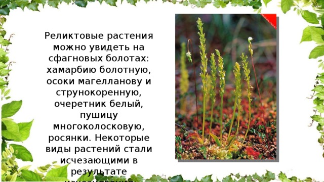 Реликтовые растения можно увидеть на сфагновых болотах: хамарбию болотную, осоки магелланову и струнокоренную, очеретник белый, пушицу многоколосковую, росянки. Некоторые виды растений стали исчезающими в результате исчезновения растительных сообществ. 
