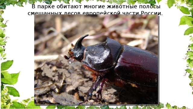 В парке обитают многие животные полосы смешанных лесов европейской части России. 