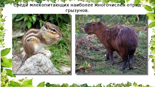 Среди млекопитающих наиболее многочислен отряд грызунов. 