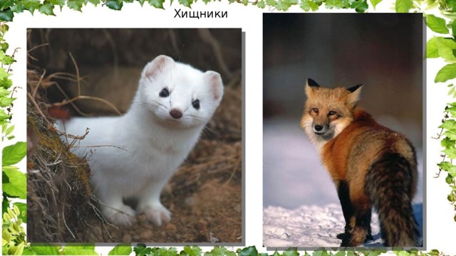 Хищники 