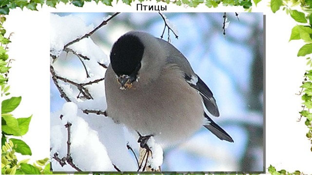 Птицы 