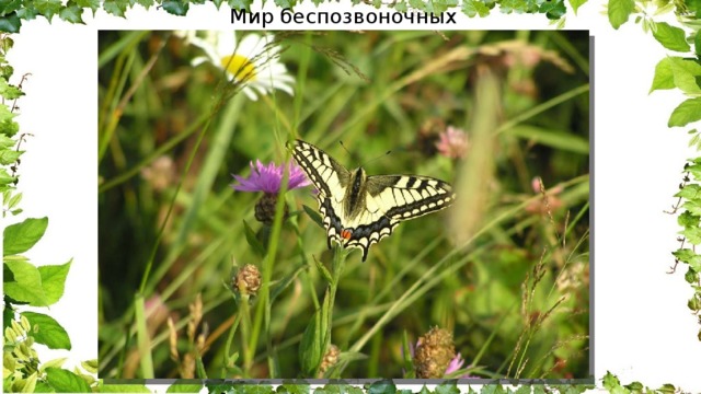 Мир беспозвоночных 