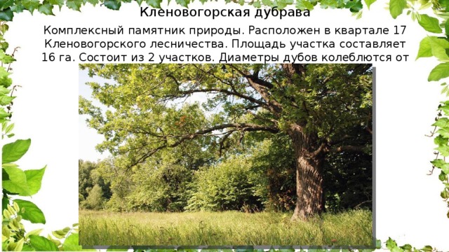   Кленовогорская дубрава   Комплексный памятник природы. Расположен в квартале 17 Кленовогорского лесничества. Площадь участка составляет 16 га. Состоит из 2 участков. Диаметры дубов колеблются от 20 до 128 см, средняя высота-25 метров. 
