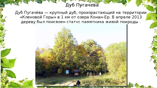 Дуб Пугачева  Дуб Пугачёва — крупный дуб, произрастающий на территории «Кленовой Горы» в 1 км от озера Конан-Ер. В апреле 2013 дереву был присвоен статус памятника живой природы . 