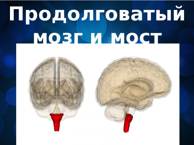 Продолговатый мозг и мост 