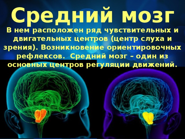 Средний мозг В нем расположен ряд чувствительных и двигательных центров (центр слуха и зрения). Возникновение ориентировочных рефлексов. Средний мозг – один из основных центров регуляции движений. 