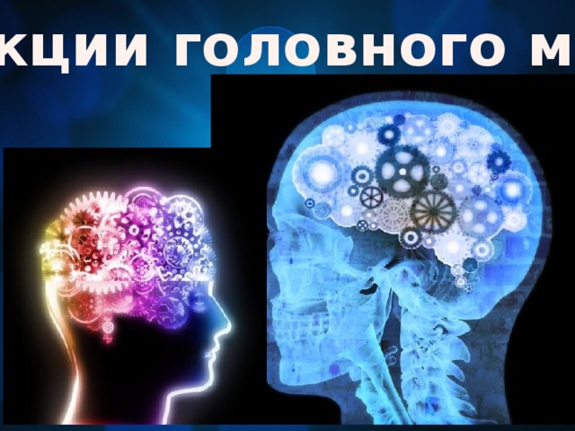 Функции головного мозга 