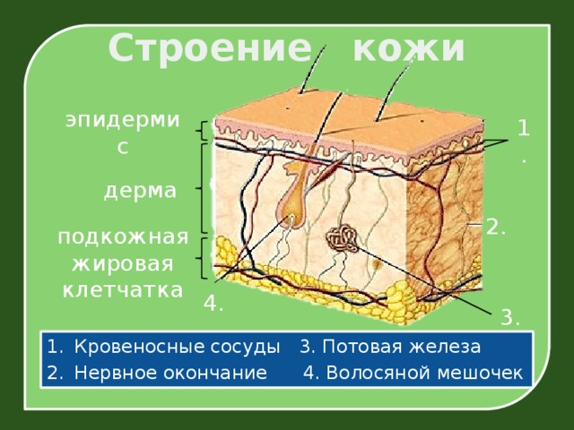 Строение кожи эпидермис 1. дерма 2. подкожная жировая клетчатка 4. 3.