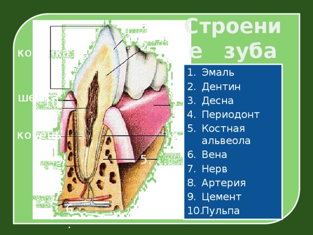 Строение зуба 1. 2. коронка Эмаль Дентин Десна Периодонт Костная альвеола Вена Нерв Артерия Цемент Пульпа шейка 3. 10. 4. корень 5. 9. 8. 7. 6.