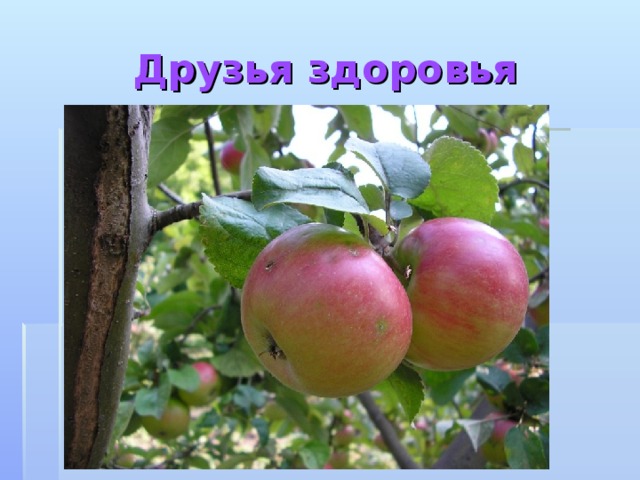 Друзья здоровья 