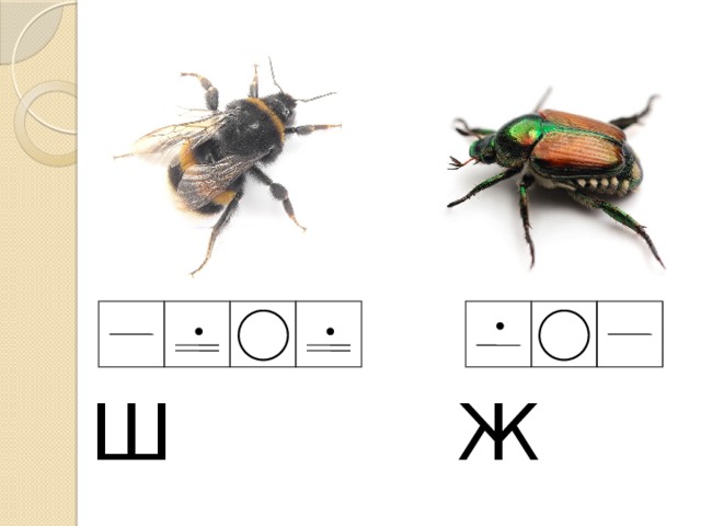 Ж Ш 