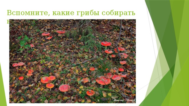 Вспомните, какие грибы собирать нельзя. 