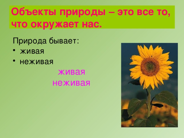 Объекты природы – это все то, что окружает нас. Природа бывает: живая неживая живая неживая 