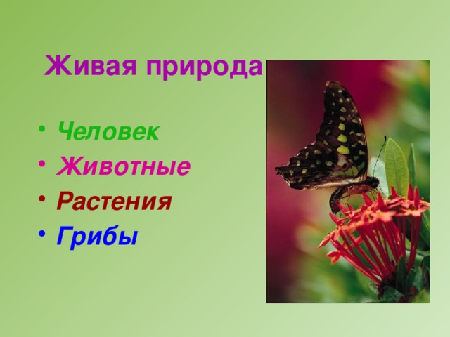 Живая природа Человек Животные Растения Грибы 