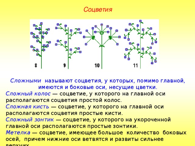 Презентация на тему соцветия 6 класс