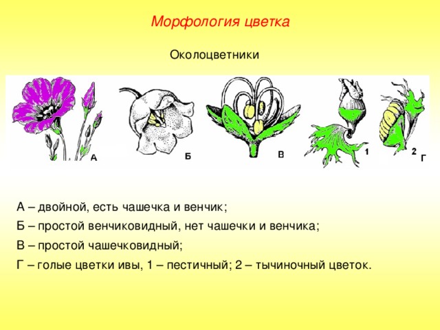 Проект на тему морфология 6 класс