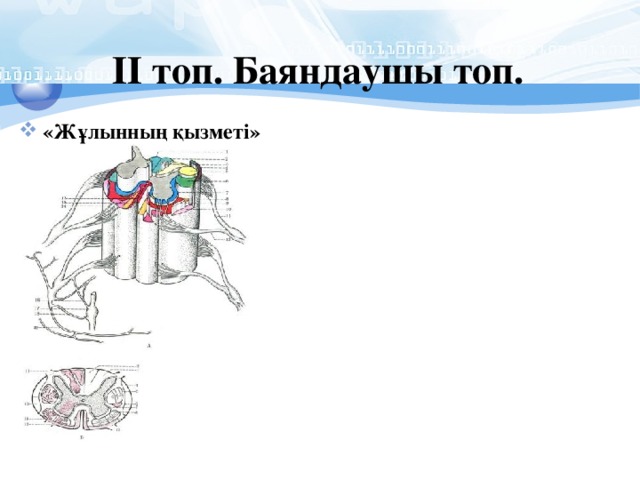 ІІ топ. Баяндаушы топ.  «Жұлынның қызметі» 