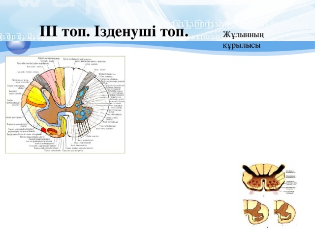 ІІІ топ. Ізденуші топ. Жұлынның құрылысы 