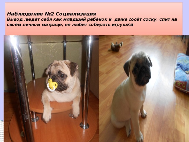  Наблюдение №2 Социализация  Вывод :ведёт себя как младший ребёнок и даже сосёт соску, спит на своём личном матраце, не любит собирать игруш ки   Найда, Никита, Слава, мама, папа, бабушка, дедушка (имена). Лежать, сидеть, стоять, гуляй, след, барьер, место, ко мне, фу, нельзя, нет, вперед, тихо, свой, чужой, возьми, неси, рядом, брось, дай, ищи, иди, домой, жди, зубы, взять (команды). Ешь, жди, выйди из будки, дети, дорога, посиди, пошли, иди сюда, встань, не ходи, играй, не трогай, не прыгай, на, слезь, расчесываться, спать, прогуляться (действия). Мяч, палка, бутылка, чесалка, игрушка, заяц, поводок, ошейник, намордник, мясо, вода, миска (предметы). Собака, Найдёна, баловень, девочка моя, вредное животное (ласковые прозвища). Соседи, люди, кот, кошки, дети, собаки 