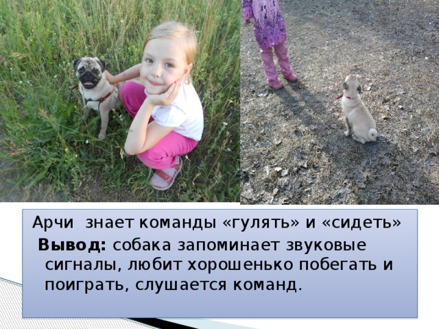 Арчи знает команды «гулять» и «сидеть»  Вывод: собака запоминает звуковые сигналы, любит хорошенько побегать и поиграть, слушается команд. 