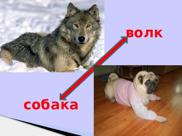 волк собака 