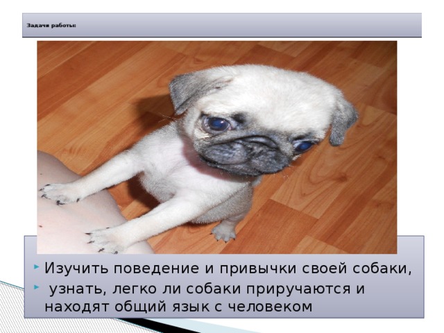  Задачи работы:   Изучить поведение и привычки своей собаки,  узнать, легко ли собаки приручаются и находят общий язык с человеком 